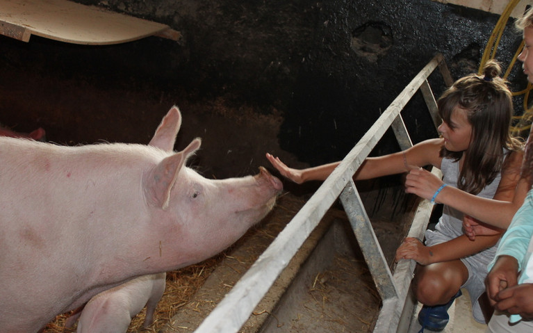 Ein Kind füttert ein Schwein in einem Stall.
